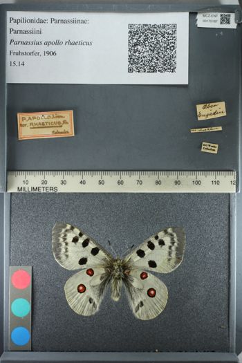 Media type: image;   Entomology 175187